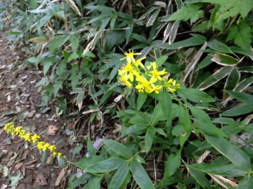 ⑦アキノキリンソウ（秋の麒麟草） キク科 　8：10