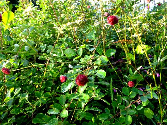 ③ワレモコウ（バラ科）