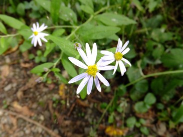 ⑲シロヨメナ（白嫁菜） キク科　9：09