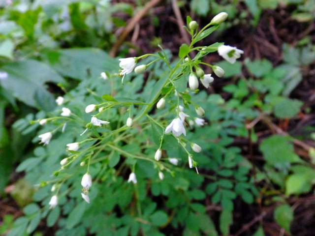 ⑫シロバナツリガネニンジン（キキョウ科）