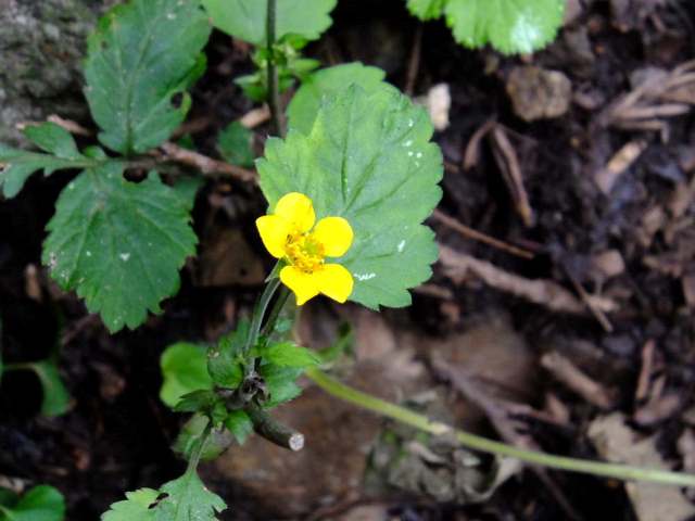 ⑯ダイコンソウ（バラ科）