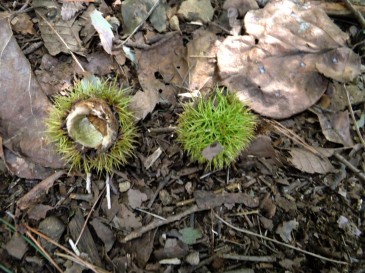 ⑪秋の産物　ヤマグリ　8：29