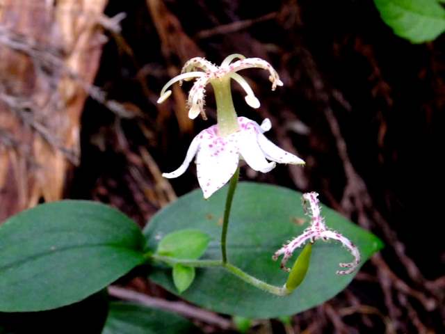 ⑳-1　ヤマホトトギス（ユリ科）