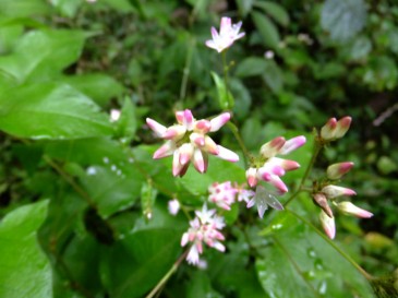 ⑯アキノウナギツカミ（秋の鰻掴み） タデ科　9：04