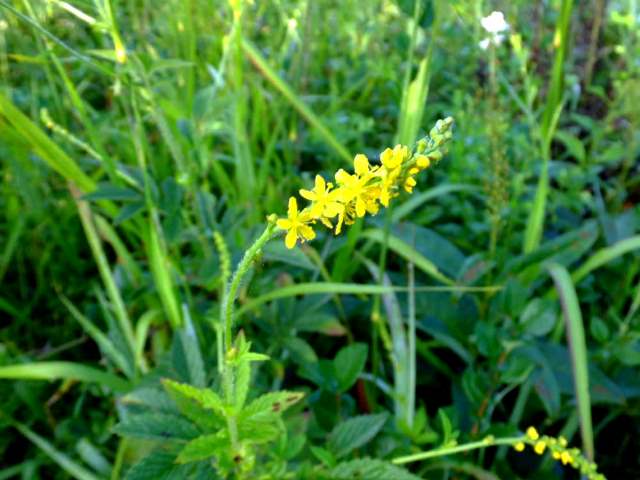 ⑤キンミズヒキ（バラ科）