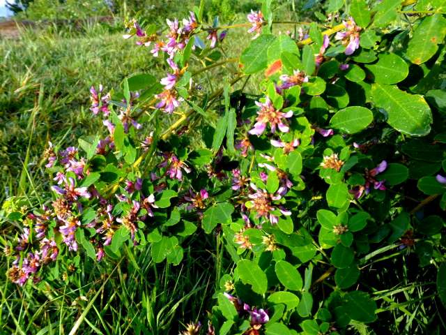 ②マルバハギ（マメ科）