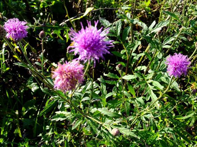 ⑦タムラソウ（キク科）