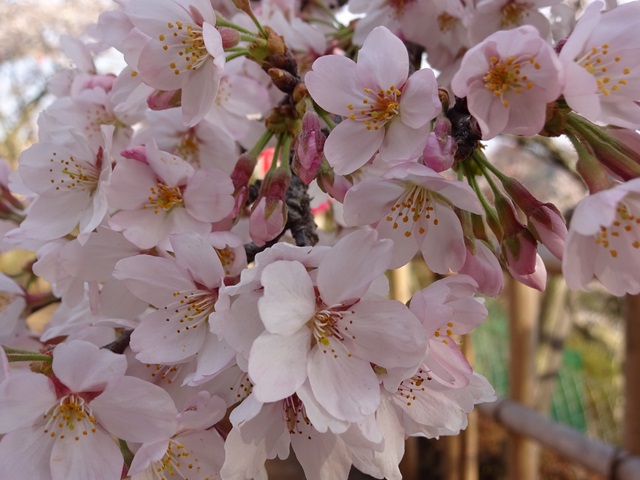 DSC06949 - コピー