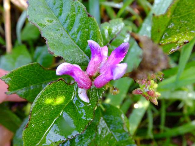 ⑥シオガマギク（ゴマノハグサ科）