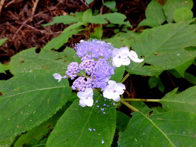 ⑲ヤマアジサイ（アジサイ科）