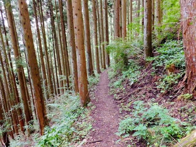 ⑱ヒノキ林の中を行く登山道