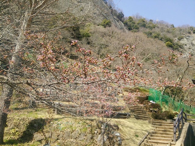 ３月３０日岩殿山丸山」公園あたりの桜の様子