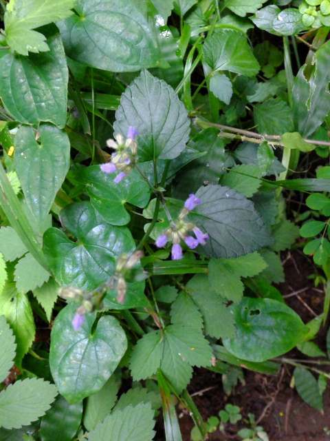 ⑳-3　ムラサキケマン（ケシ科）