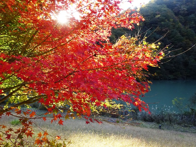 04.H29.11.01小金沢公園