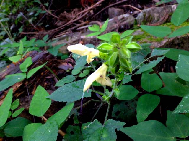 ⑬キバナアキギリ（シソ科）