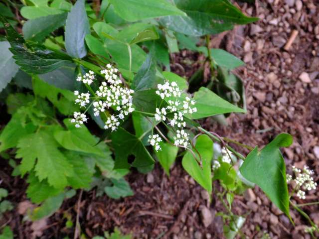 ⑳-2　イケマ（ガガイモ科）