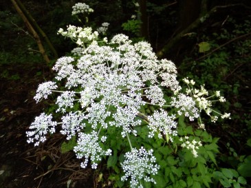 ⑮ヤマゼリ（山芹）セリ科　8：51