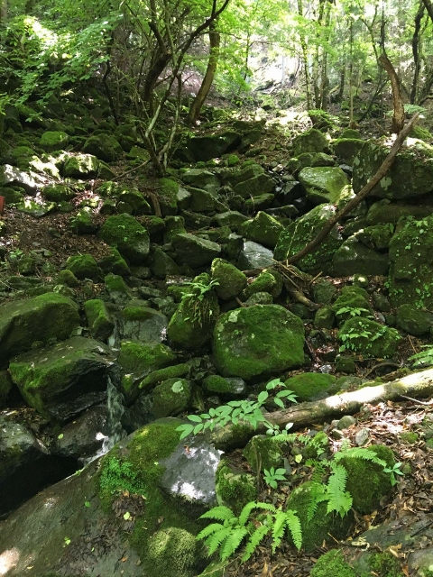 岩や石の露出した登山道は滑りやすいので注意してください