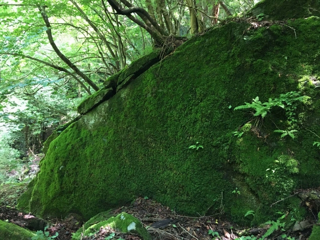 綺麗に苔生した岩肌