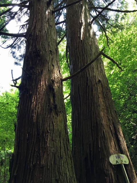 夫婦杉