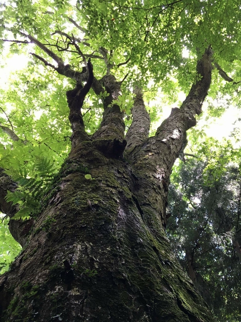 大きなとちの木