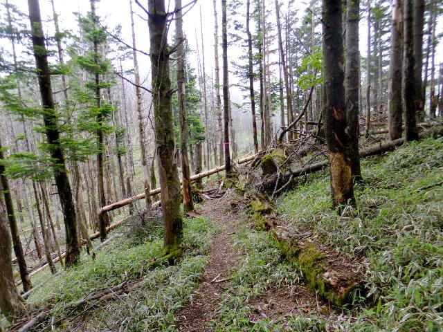 倒木が多いサグ点