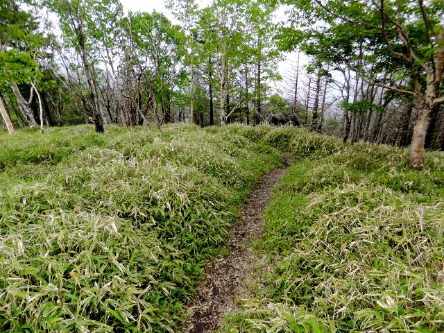 登山道は熊笹の中を歩くこんな感じです。