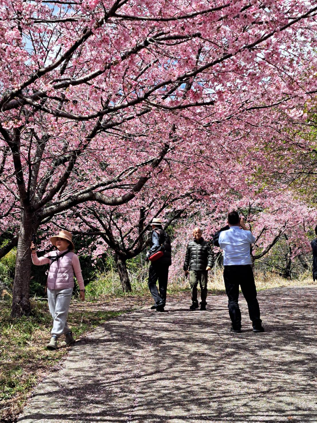 【千本桜プロジェクト】20年前から植樹を続け、今では見事な桜並木に成長。地域の新たな名所になりました。