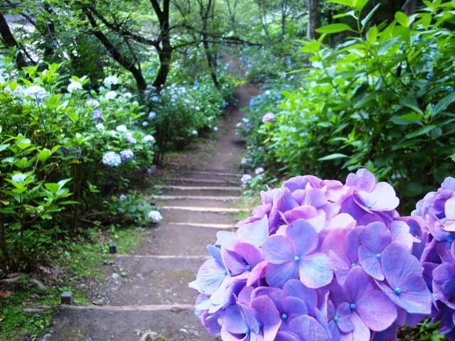 ６月には3000株のあじさいが遊歩道沿いに咲き誇ります。