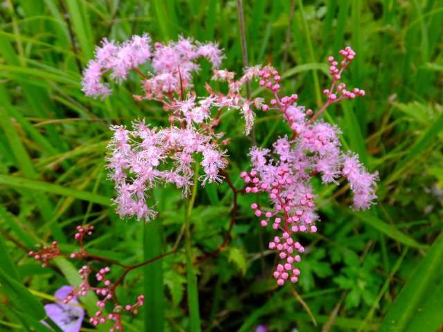 シモツケソウ（バラ科）