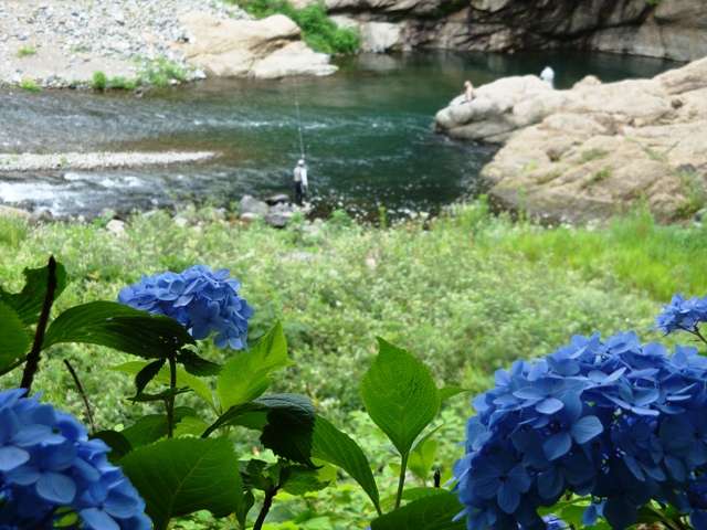 ６月には3000株のあじさいが遊歩道沿いに咲き誇ります。