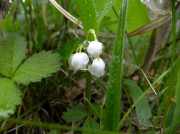 スズラン（ユリ科）