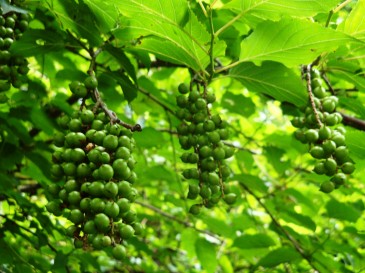 ギブシ・・・ブドウみたいで可愛らしいです。