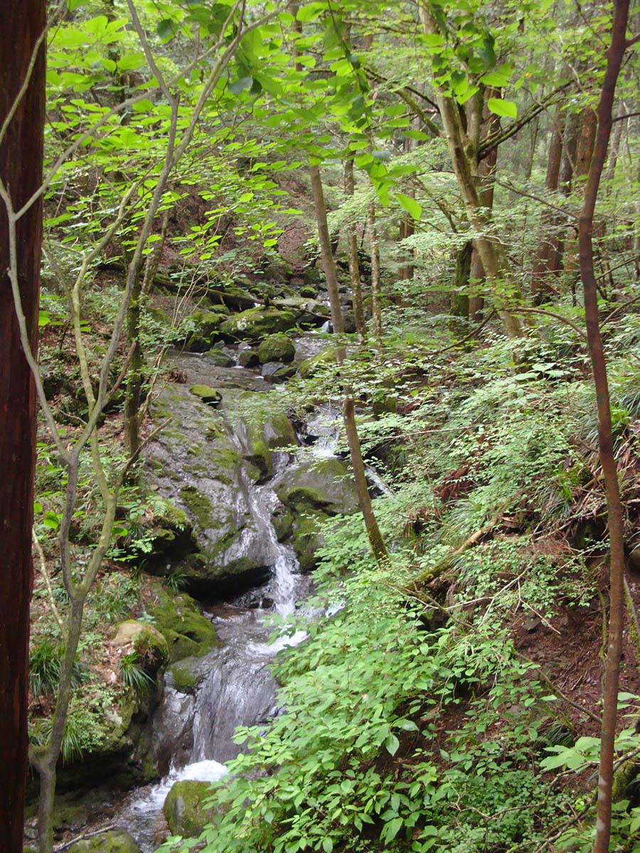 沢沿いの爽やかな登山を 楽しめます