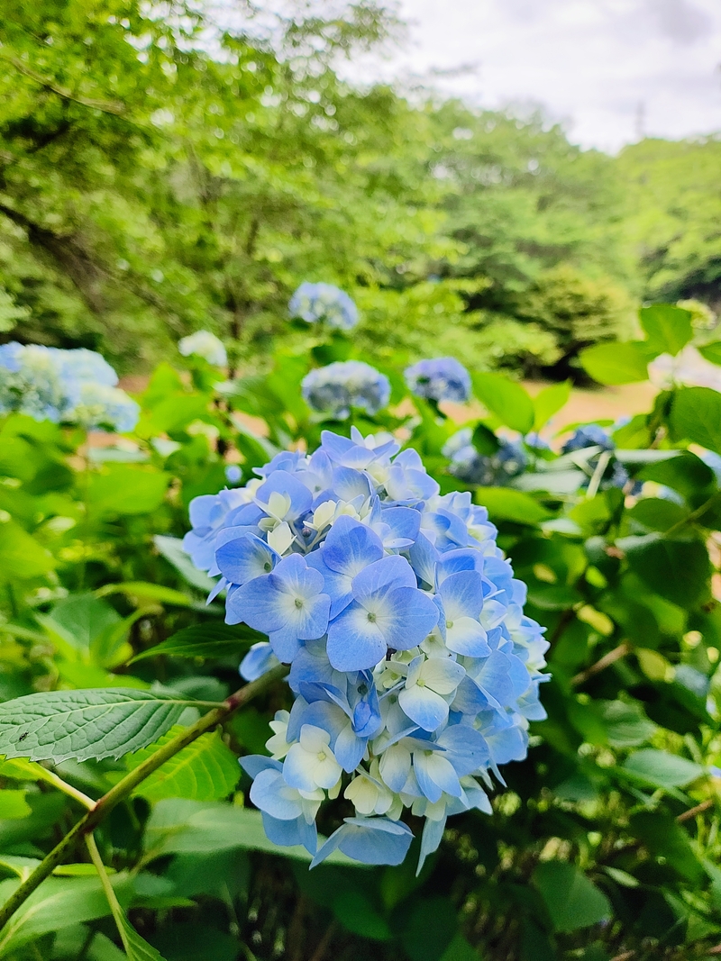2026【猿橋あじさい遊歩道】現在の開花状況