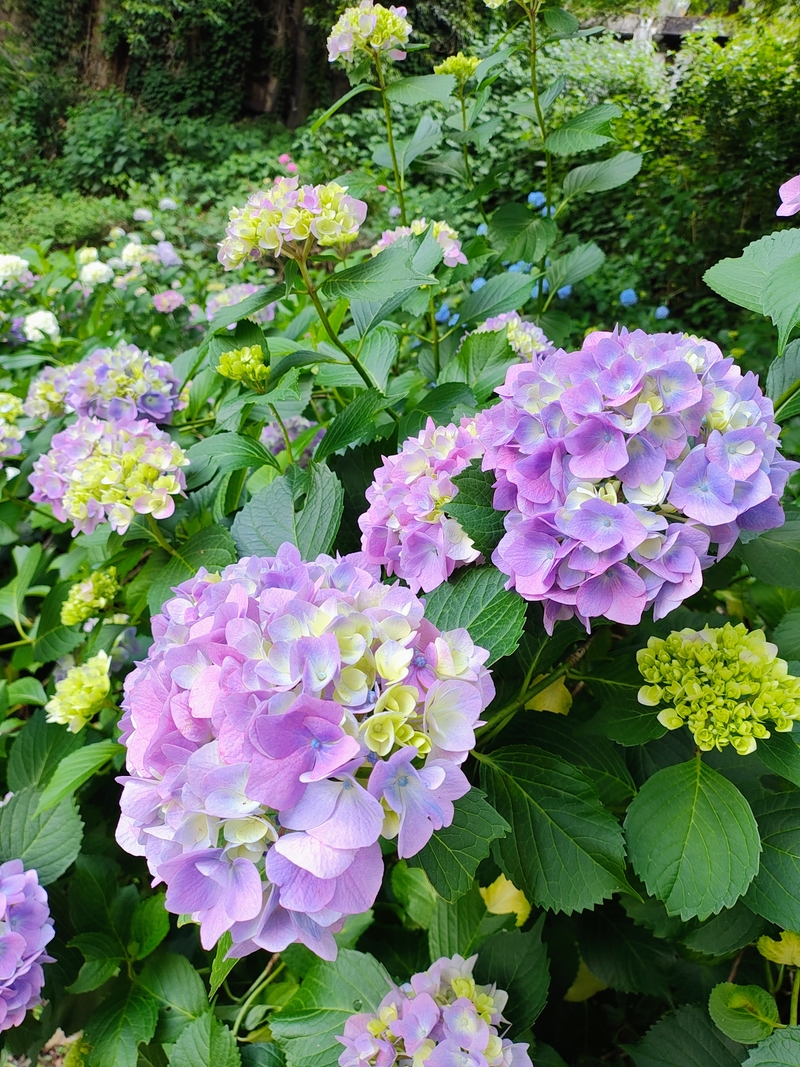 2026【猿橋あじさい遊歩道】現在の開花状況