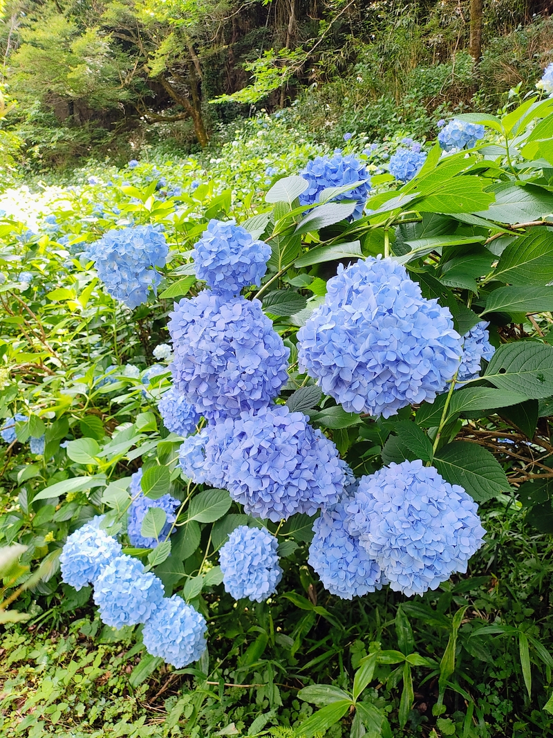 2026【猿橋あじさい遊歩道】現在の開花状況