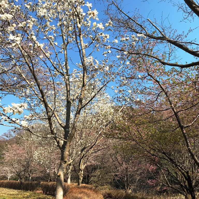 本日早朝の猿橋公園の桜とむすび山のカタクリの様子