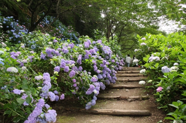 あじさい遊歩道