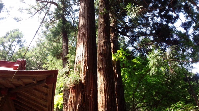 子安子育ての杉