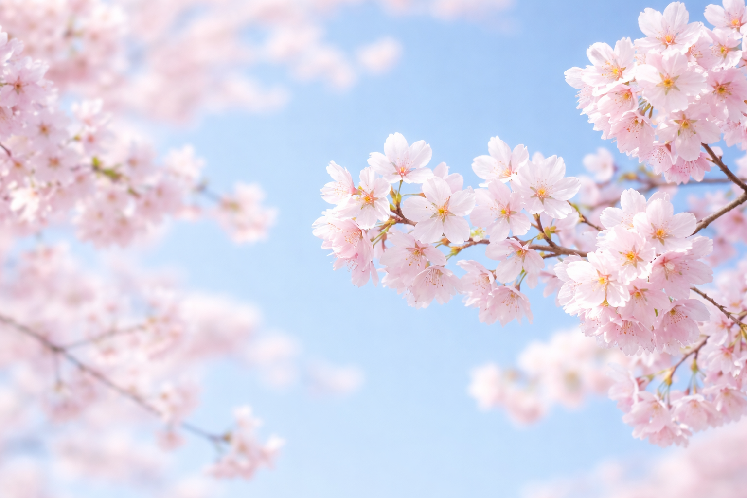 大月市内の桜の名所＆開花状況【大月の春を楽しもうキャンペーン2026】